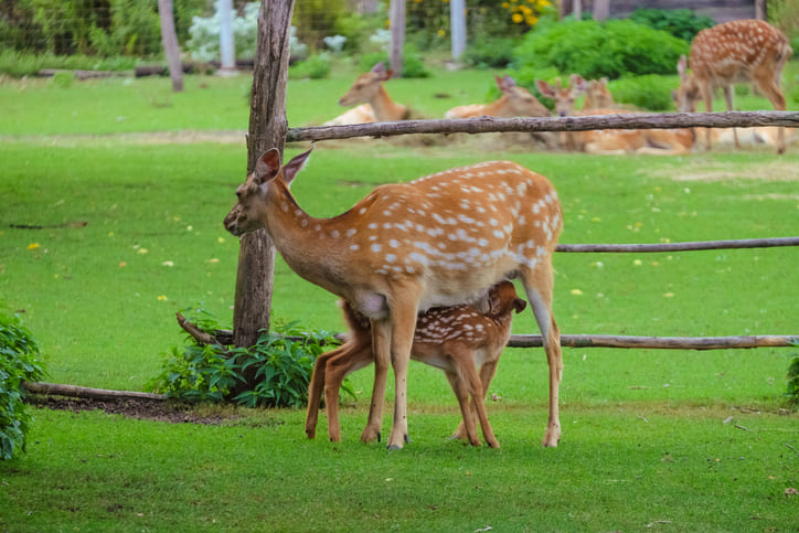 Wildparks in und rund um Kaiserslautern