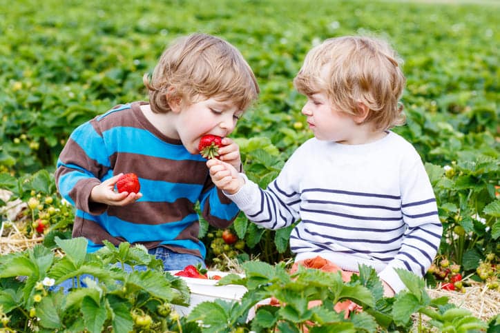 Erdbeeren zum Selbstpflücken in Kaiserslautern und Umgebung