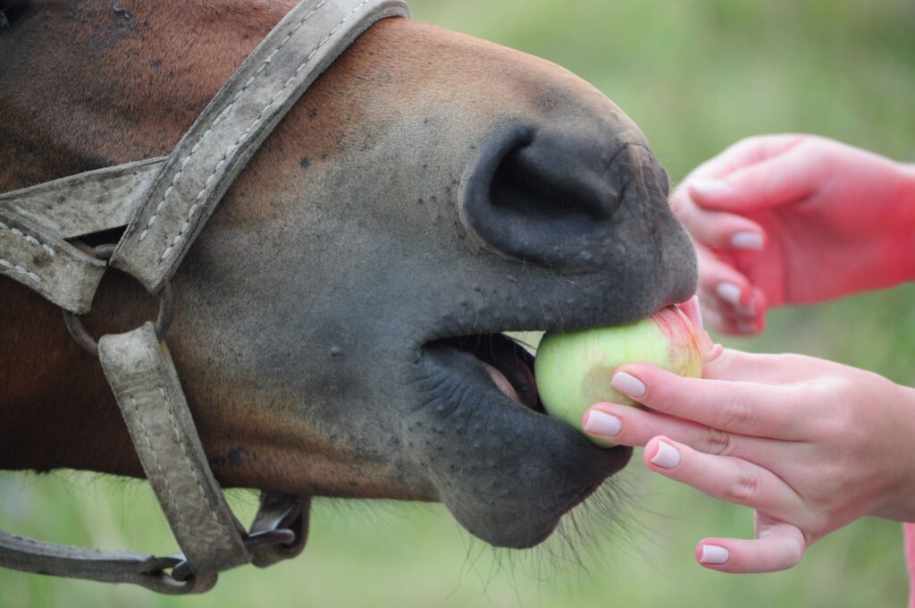 Pferd wird mit einem Apfel gefüttert.